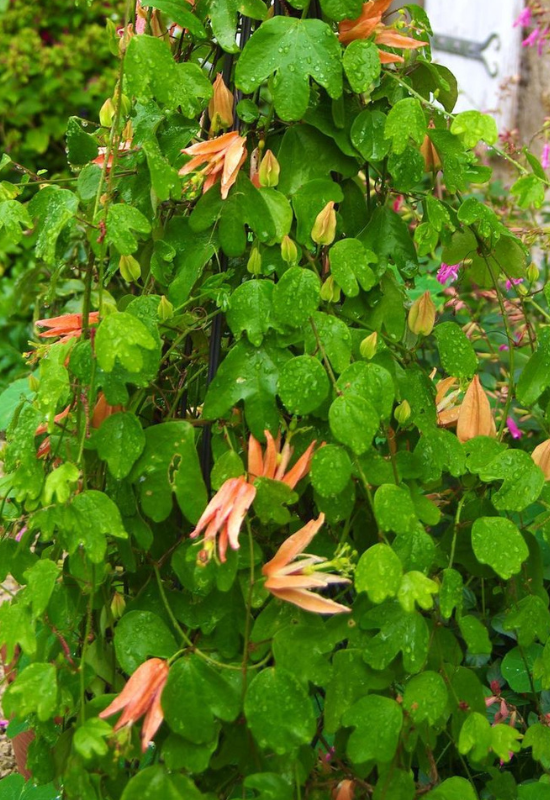 12 Orange Flowering Vines to Add a Fiery Touch Touch to Your Garden 6