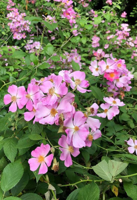 15 Beautiful and Fragrant Climbing Rose Varieties for Your Trellis or Pergola 18