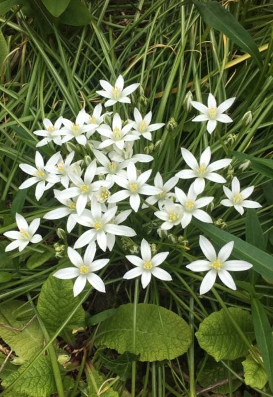 8 Winter Flowering Bulbs and When to Plant Them to Brighten Your Snowy Garden 6