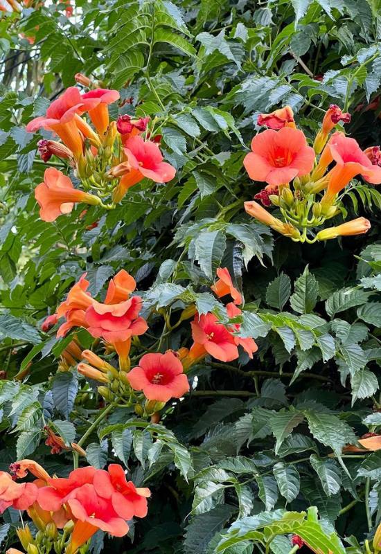12 Orange Flowering Vines to Add a Fiery Touch Touch to Your Garden 4