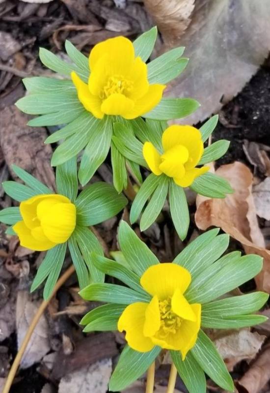 16 Yellow Flowering Perennials To Add a Ray of Sunshine to Your Garden 4
