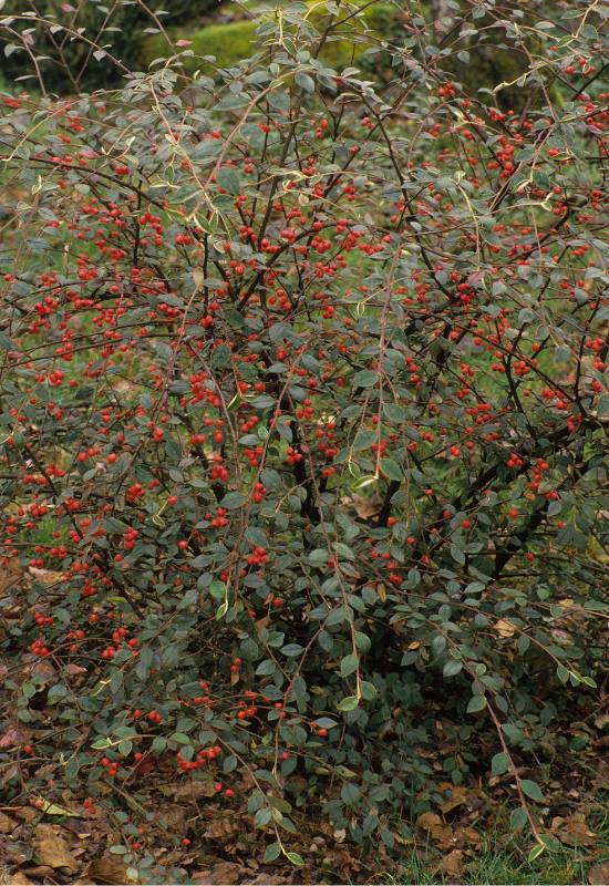 Alkaline Soil Plants: 42 Trees, Shrubs, Edibles & Flowers That Grow Well 24 Alkaline Soil Plants: 42 Trees, Shrubs, Edibles & Flowers That Grow Well 23