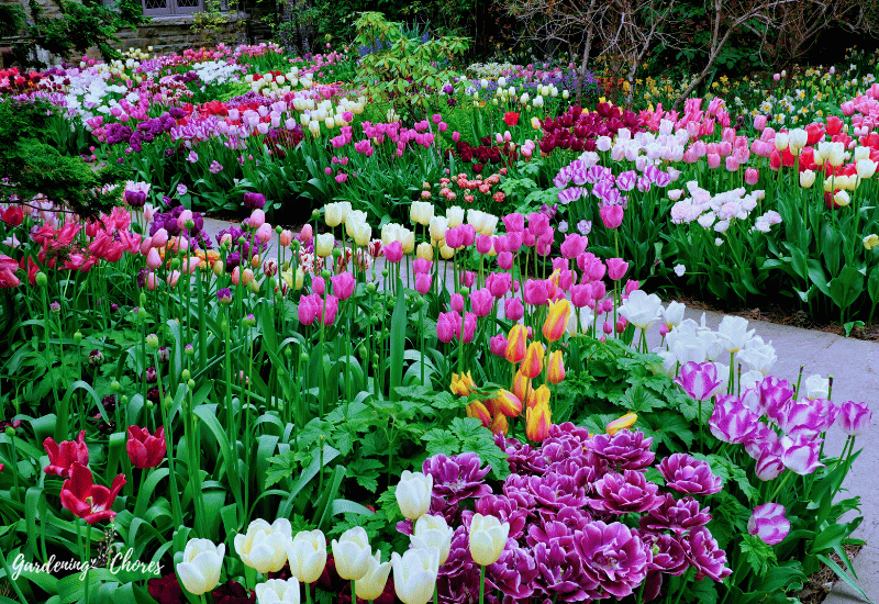 Different Types Of Tulips To Liven Up Your Spring Garden