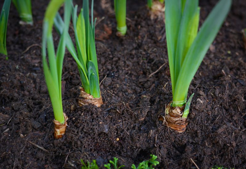 How to Fertilize Tulips