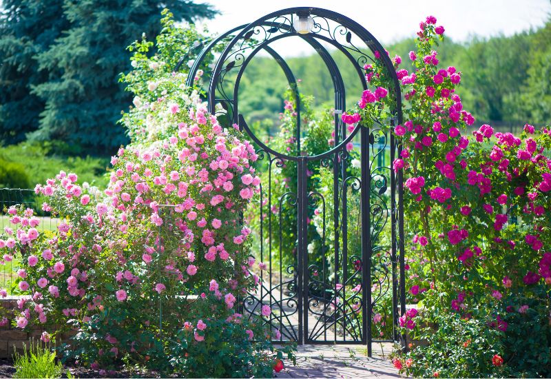 Most Vibrant Climbing Rose Varieties that enhance your garden beauty