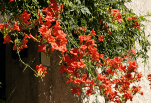 12 Orange Flowering Vines To Add A Fiery Touch Touch To Your Garden