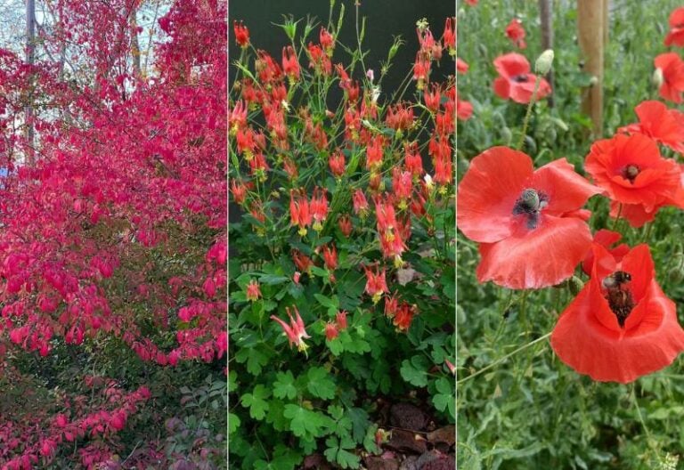 Plants for Alkaline Soil