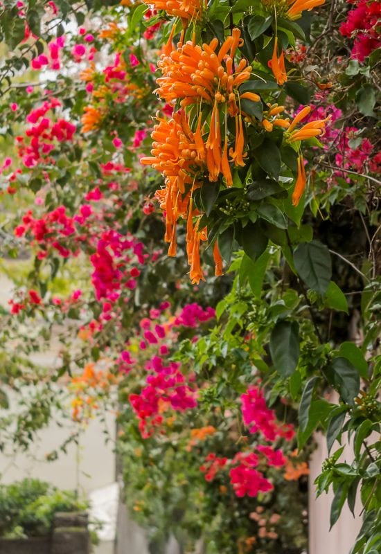 Pyrostegia venusta 