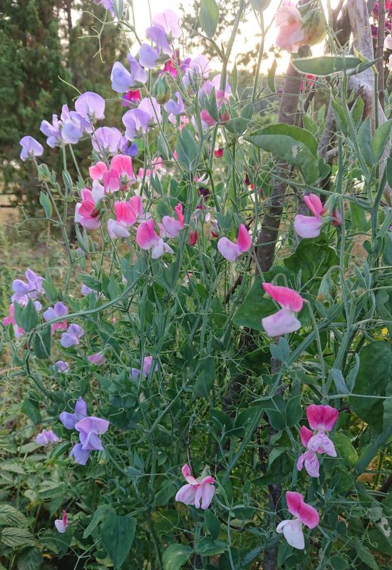 Alkaline Soil Plants: 42 Trees, Shrubs, Edibles & Flowers That Grow Well 33 Alkaline Soil Plants: 42 Trees, Shrubs, Edibles & Flowers That Grow Well 32
