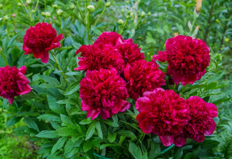 The Flame of 12 Red Peonies A Guide to the Most Striking Red Varieties