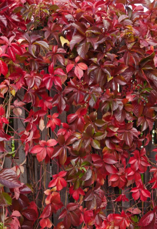 Alkaline Soil Plants: 42 Trees, Shrubs, Edibles & Flowers That Grow Well 18 Alkaline Soil Plants: 42 Trees, Shrubs, Edibles & Flowers That Grow Well 17