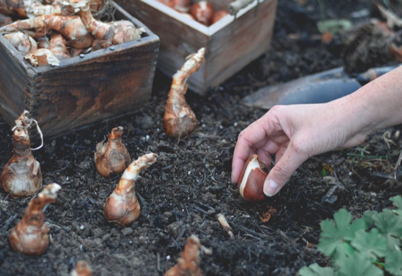 22 Types of Tulips To Liven Up Your Spring Garden 3 Woman planting tulip bulbs in a flower bed