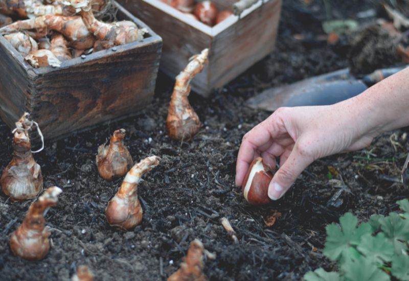 Woman planting tulip bulbs in a flower bed