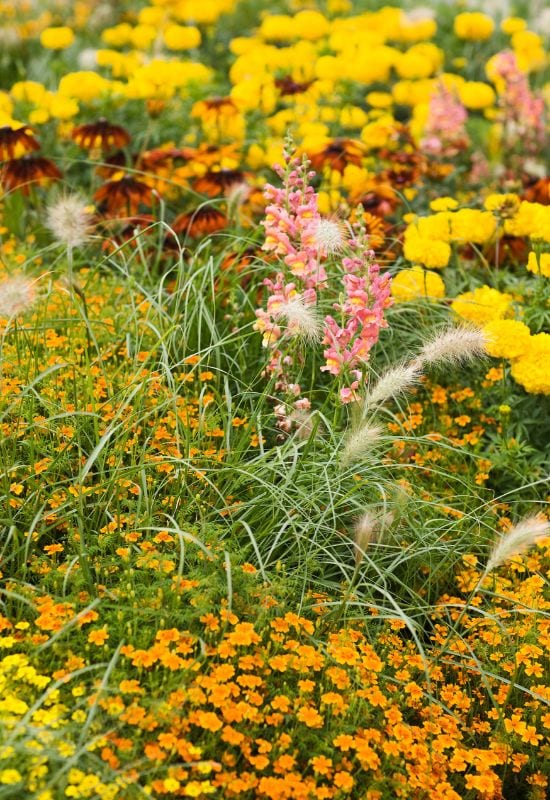 Why Choose Yellow Flowering Perennials