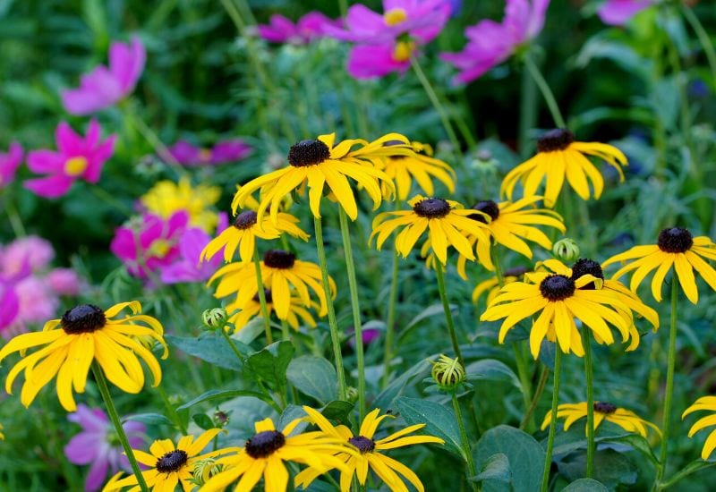 16 Yellow Flowering Perennials To Add A Ray Of Sunshine To Your Garden