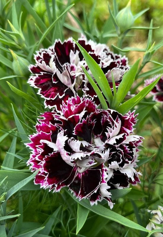 ‘Black and White Minstrels’ Pink (Dianthus chinensis heddewigii ‘Black and White Minstrels’)