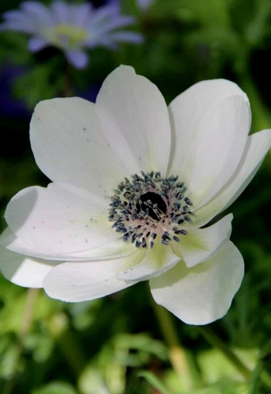 ‘Carmel White’ Poppy Anemone (Anemone coronaria ‘Carmel White’)