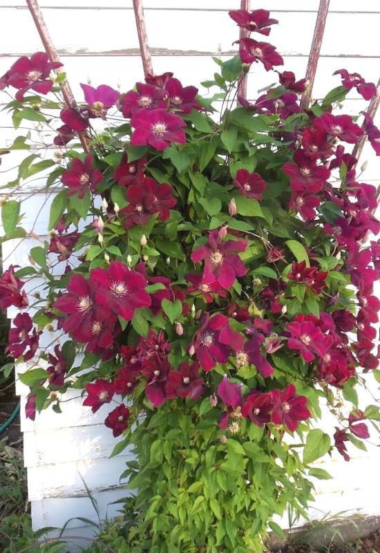 Clematis Types and the Best Varieties for Early, Repeat and Late Season Blooms 17