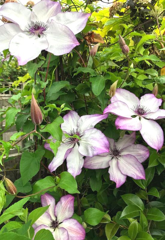 Clematis Types and the Best Varieties for Early, Repeat and Late Season Blooms 33
