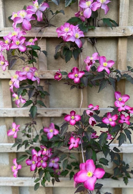 Clematis Types and the Best Varieties for Early, Repeat and Late Season Blooms 7