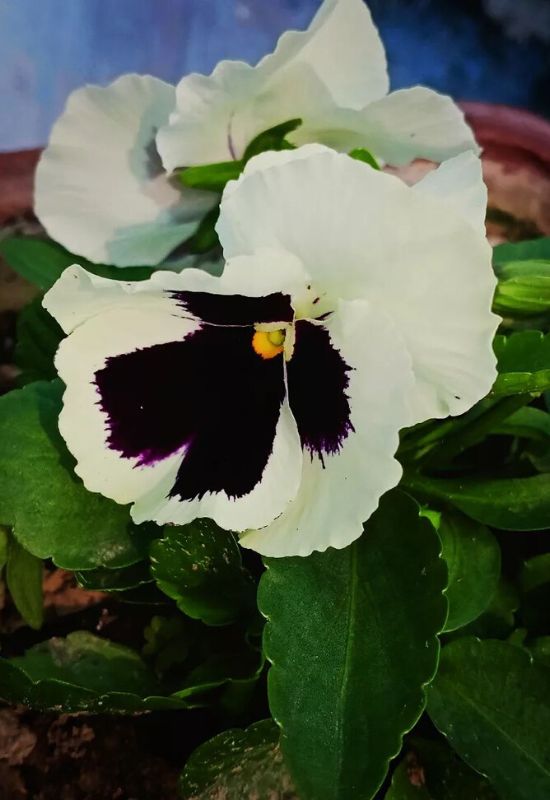 ‘Giant White with Black Face’ Pansy (Viola x wittrockiana ‘Giant White with Black Face’)