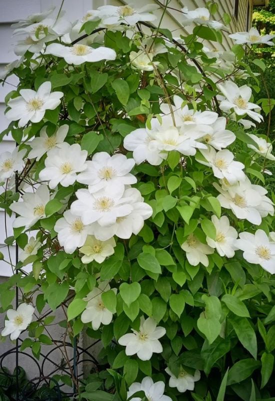 Clematis Types and the Best Varieties for Early, Repeat and Late Season Blooms 11