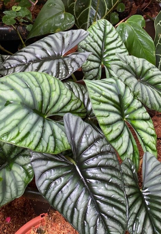 15 Super Exotic Alocasia Varieties for Your Garden and Indoor Spaces 9