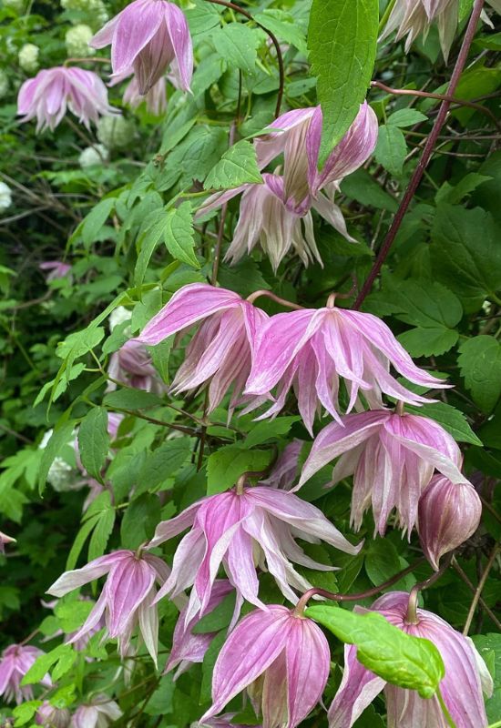 Clematis Types and the Best Varieties for Early, Repeat and Late Season Blooms 1