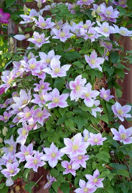 Clematis Types and the Best Varieties for Early, Repeat and Late Season Blooms 13
