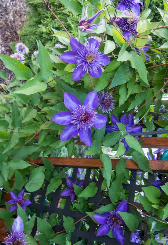 Clematis Types and the Best Varieties for Early, Repeat and Late Season Blooms 29