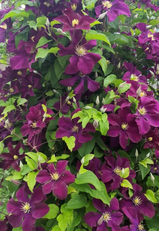 Clematis Types and the Best Varieties for Early, Repeat and Late Season Blooms 12