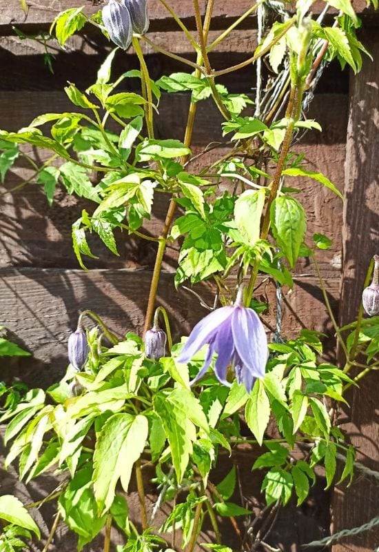 Clematis Types and the Best Varieties for Early, Repeat and Late Season Blooms 2