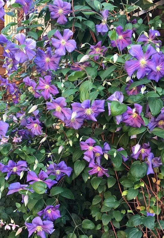Clematis Types and the Best Varieties for Early, Repeat and Late Season Blooms 31