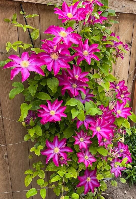 Clematis Types and the Best Varieties for Early, Repeat and Late Season Blooms 30