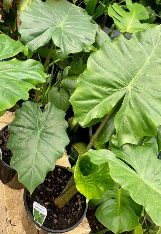 15 Super Exotic Alocasia Varieties for Your Garden and Indoor Spaces 29