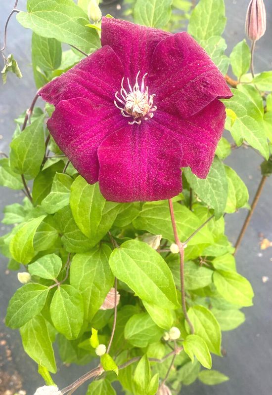 Clematis Types and the Best Varieties for Early, Repeat and Late Season Blooms 35