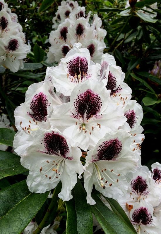 ‘Sappho’ Rhododendron (Rhododendron ‘Sappho’)
