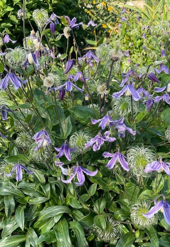 Clematis Types and the Best Varieties for Early, Repeat and Late Season Blooms 21