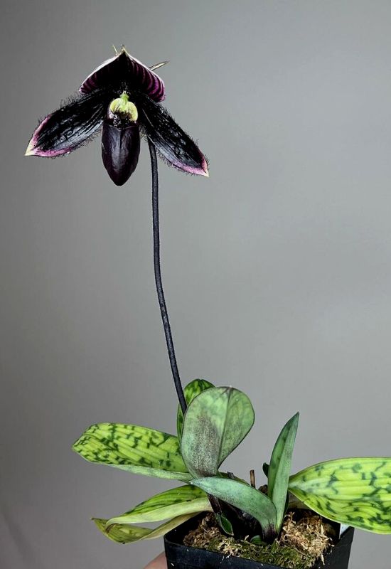 ‘Stealth’ Slipper Orchid (Paphilopedilum ‘Stealth’)