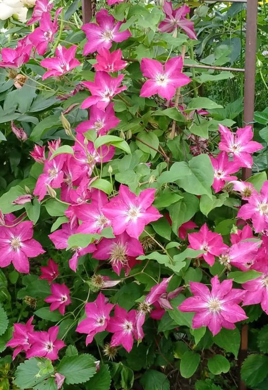 Clematis Types and the Best Varieties for Early, Repeat and Late Season Blooms 10