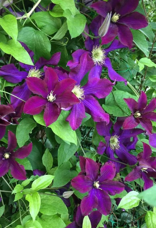 Clematis Types and the Best Varieties for Early, Repeat and Late Season Blooms 24