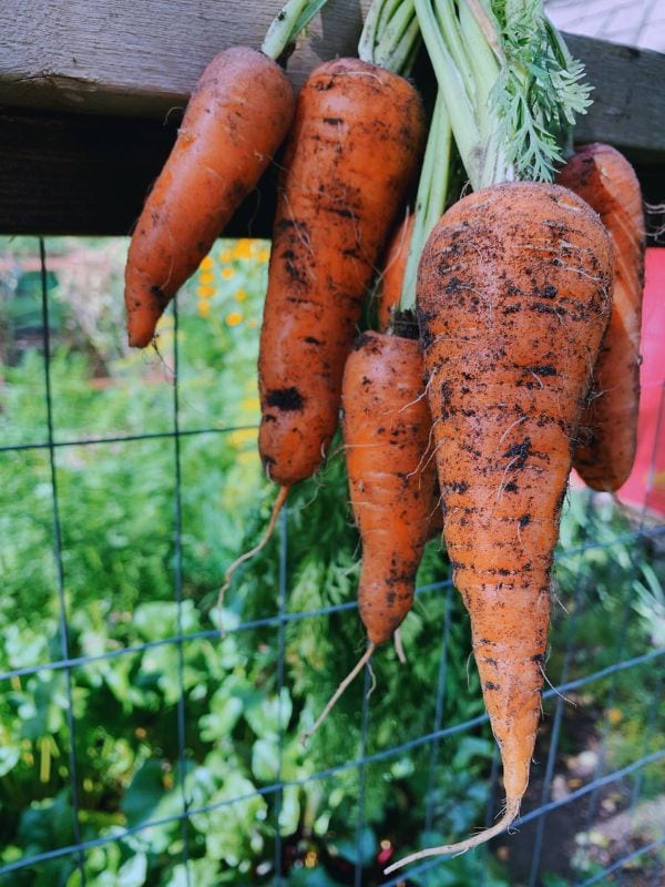 7 Reasons Why Carrots Should Be Thinned