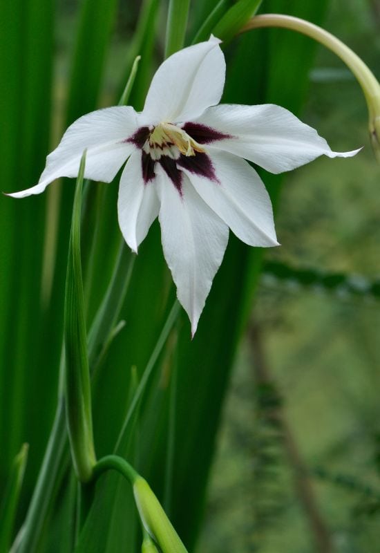 15 Fall-Blooming Bulbs That Will Ignite Your Garden With a Burst of Autumn Splendor! 11 Abyssinian Sword Lily (Gladiolus callianthusmurielae)