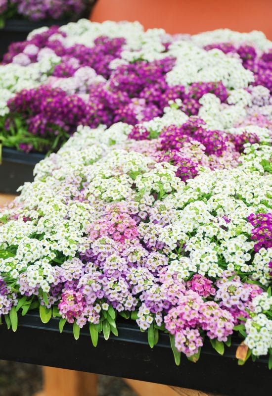 Alyssum