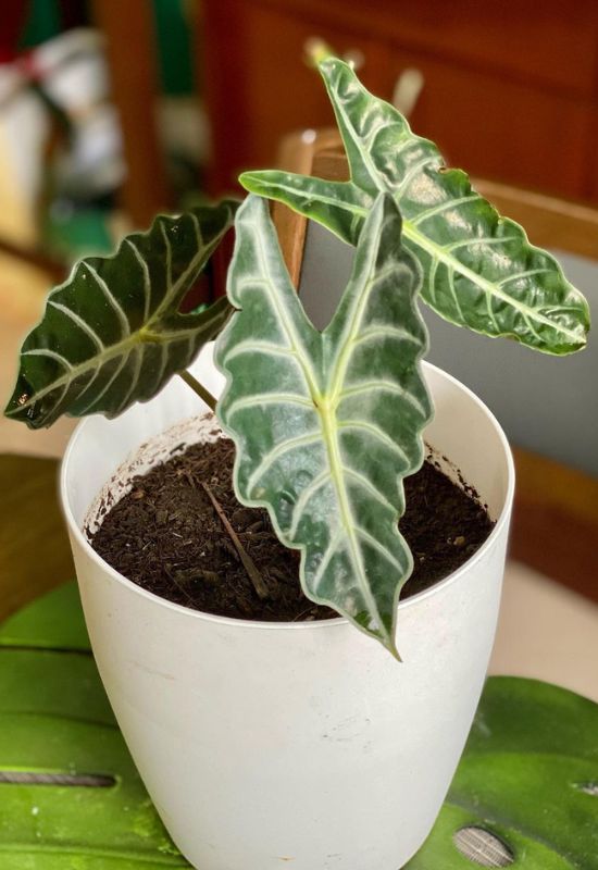 15 Super Exotic Alocasia Varieties for Your Garden and Indoor Spaces 12