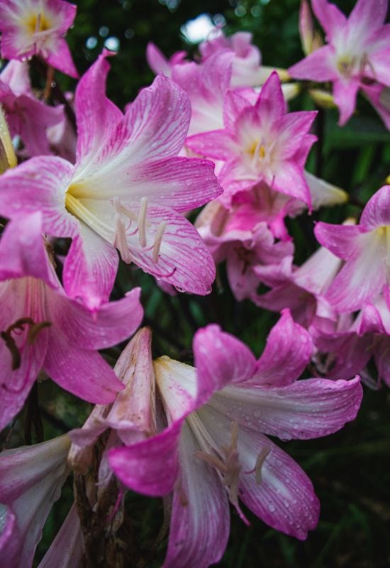 Belladonna Lily (Amaryllis belladonna)