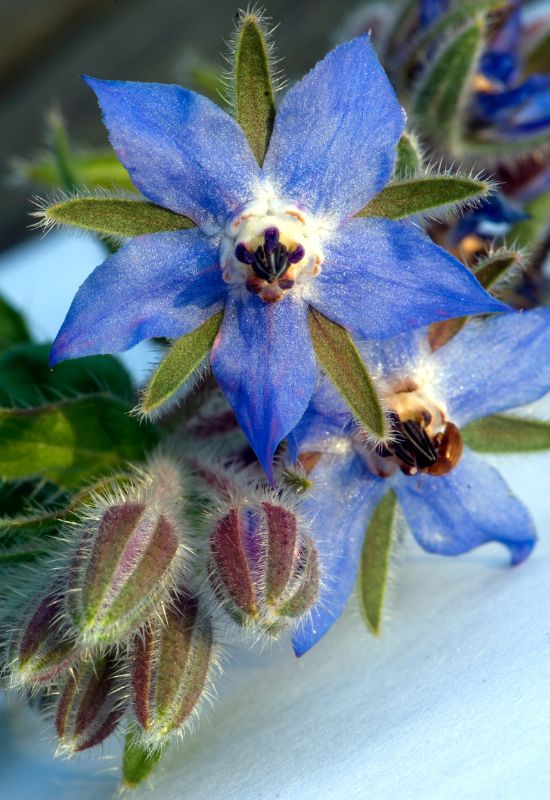 Borage