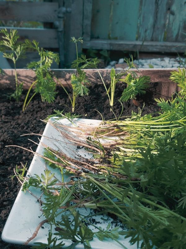 Can You Replant Thinned Carrot seedlings