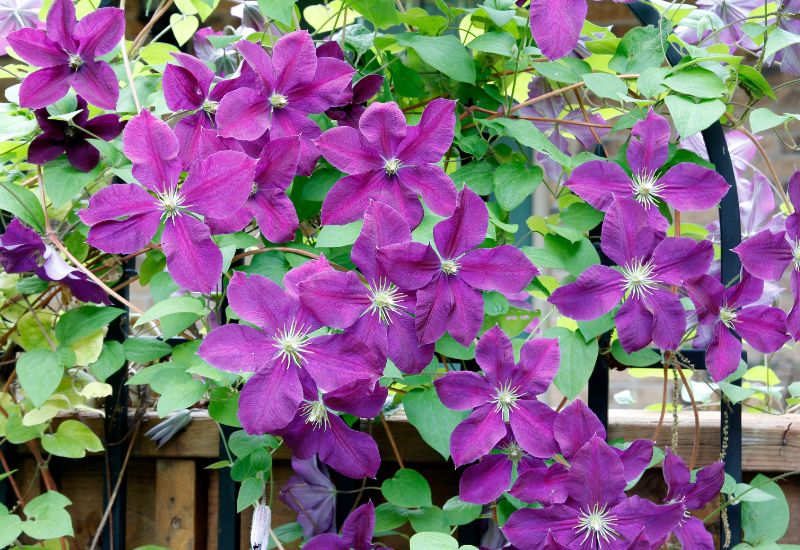 Clematis Varieties : The Fragrant and Abundant Climbing Vine that Brings Joy to Any Garden