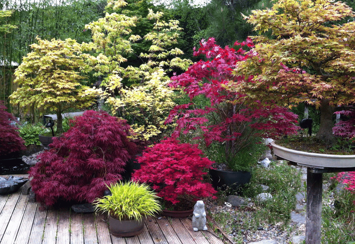 Dwarf Japanese Maple Varieties For Small Gardens Or Containers